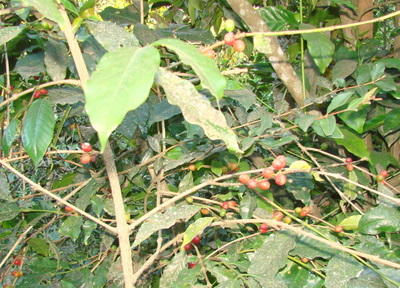 Nearly ripe coffee beans on a tree.